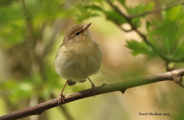 Chiffchaff 