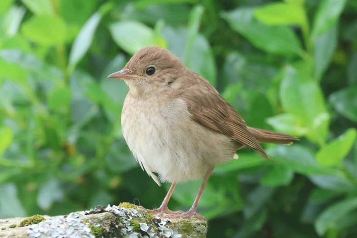 Thrush Nightingale