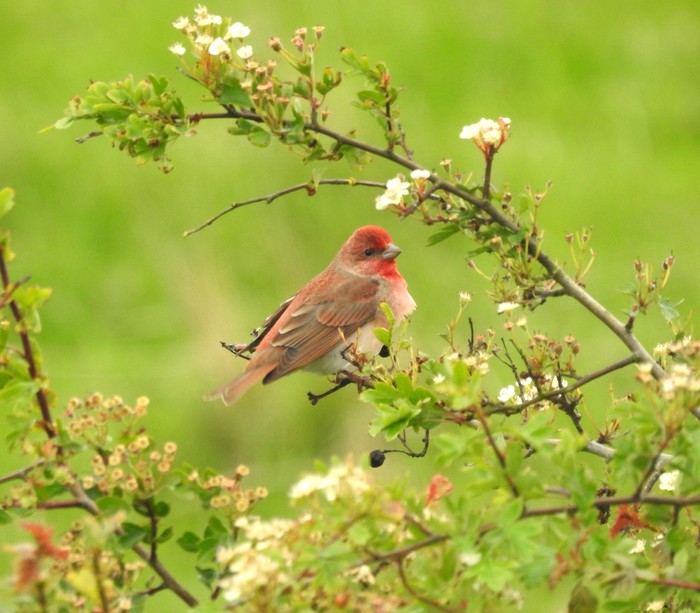 Common Rosefinch