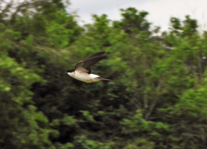House Martin