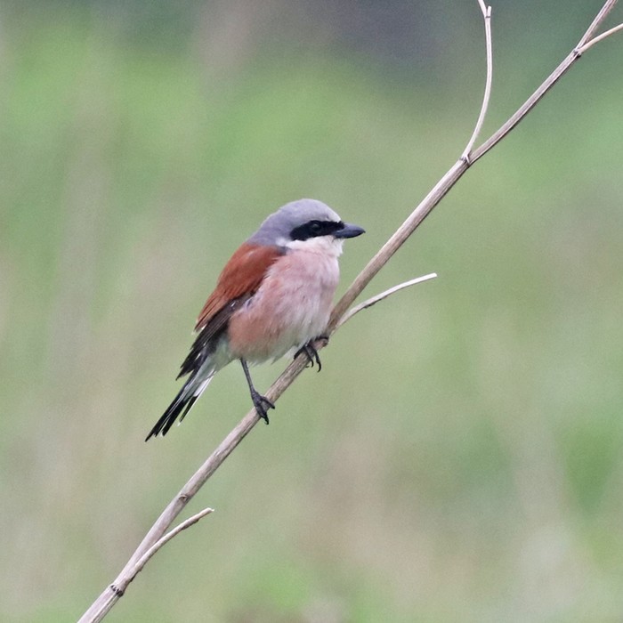 Red-backed Shrike