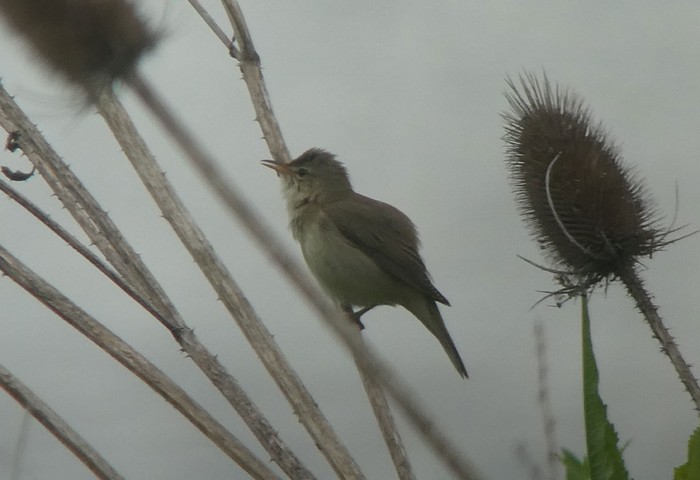 Marsh Warbler