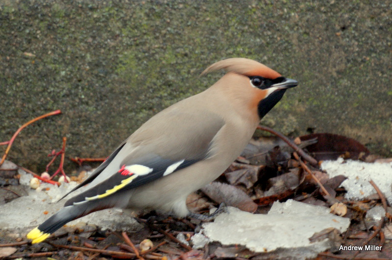 Waxwing