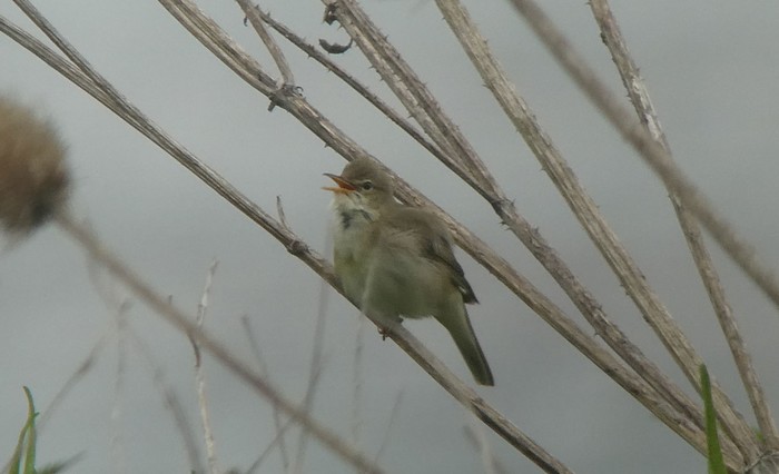 Marsh Warbler