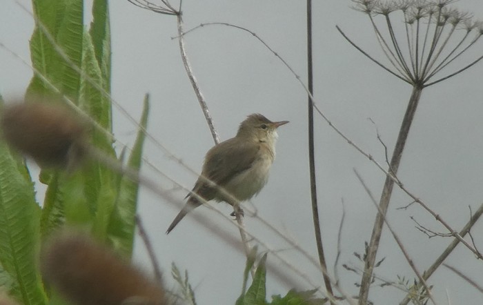 Marsh Warbler