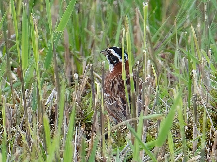 Rustic Bunting