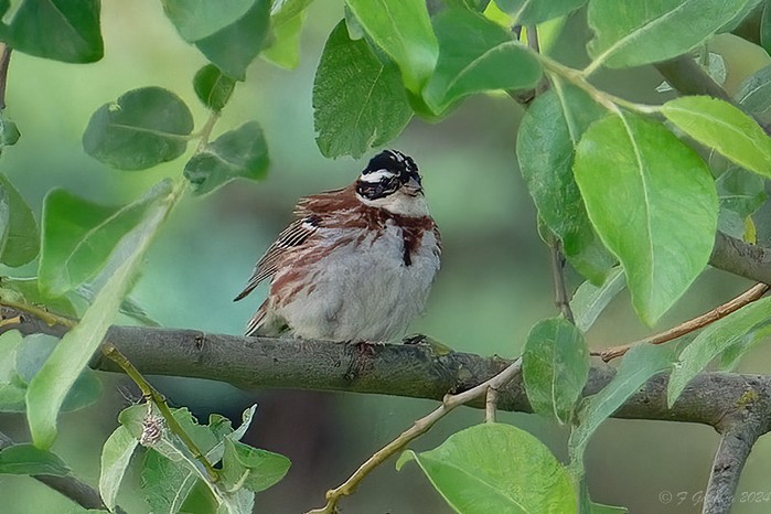 Rustic Bunting