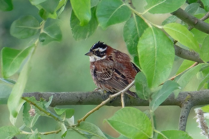 Rustic Bunting