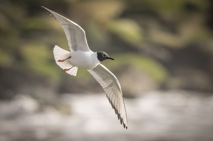 Bonaparte's Gull