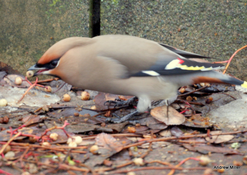 Waxwing