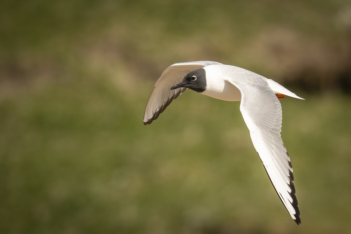 Bonaparte's Gull