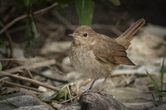 Thrush Nightingale