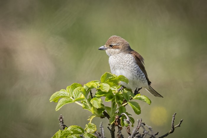 Red-backed Shrike