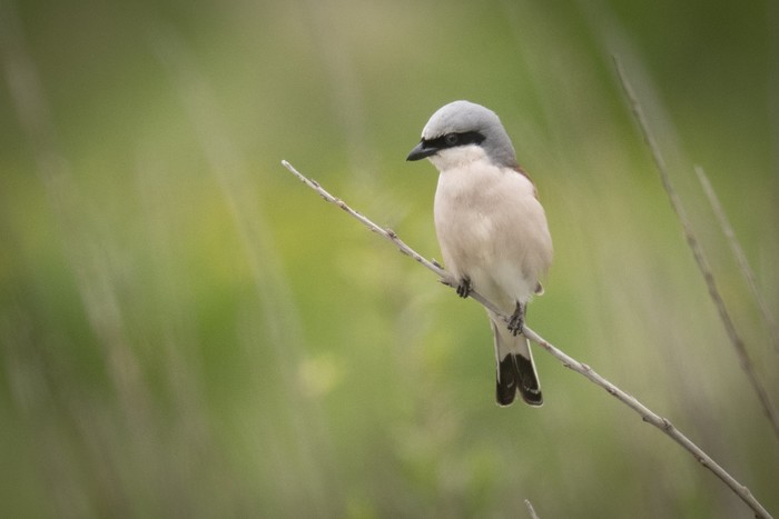 Red-backed Shrike