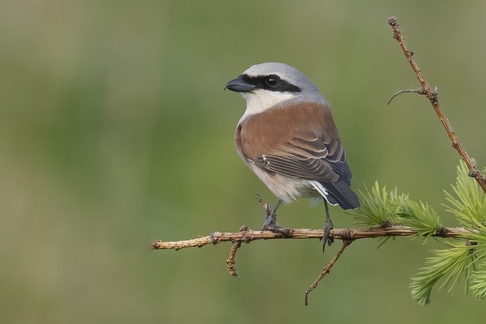 Red-backed Shrike