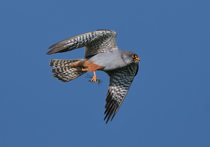 Red-footed Falcon