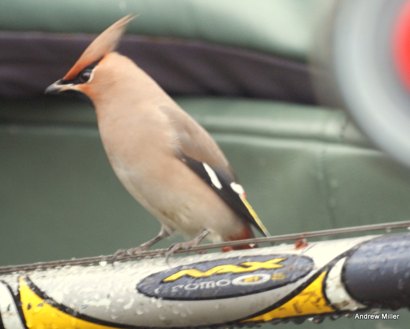 Waxwing