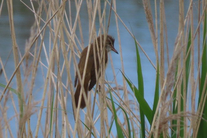 Great Reed Warbler