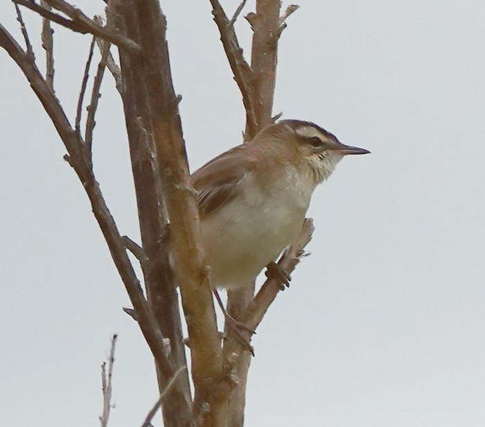Sedge Warbler