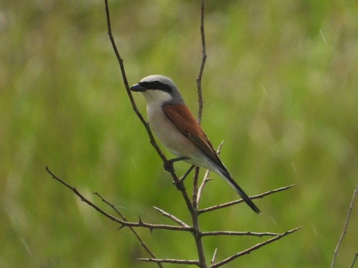 Red-backed Shrike