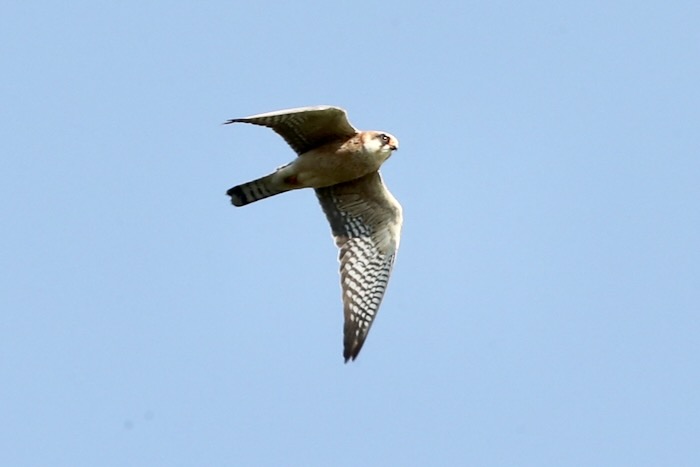 Red-footed Falcon