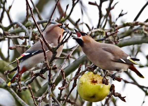 Waxwing