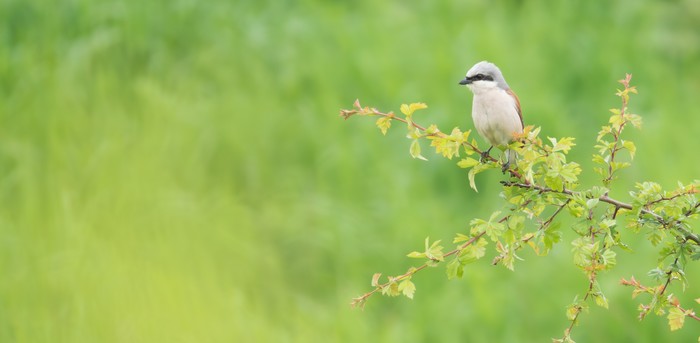 Red-backed Shrike