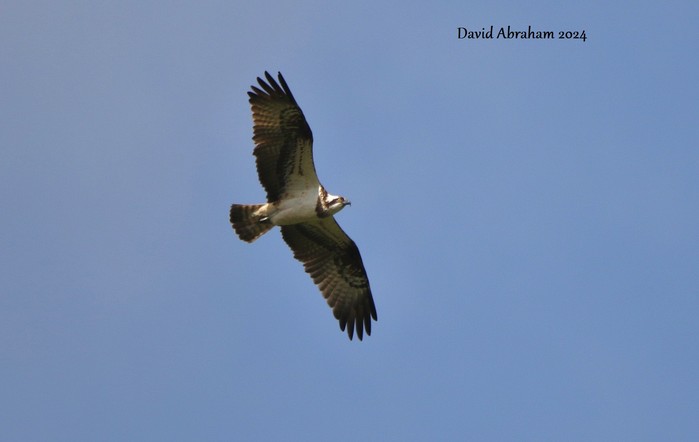 Osprey 