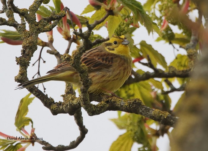 Yellowhammer 