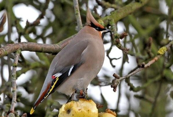 Waxwing