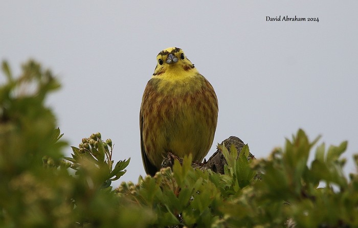 Yellowhammer 