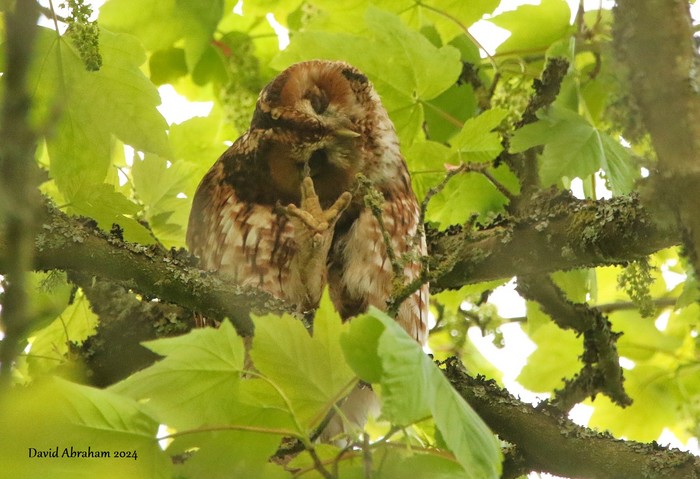 Tawny Owl 