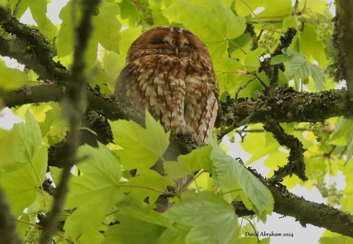 Tawny Owl 