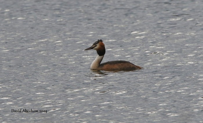 Great Crested Grebe