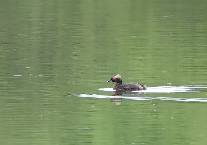 Slavonian Grebe