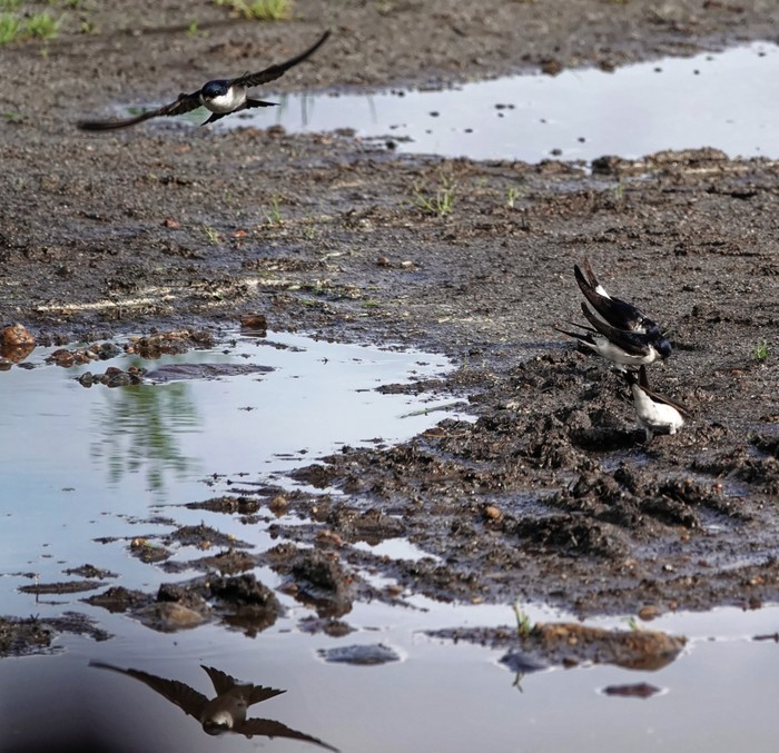 House Martin