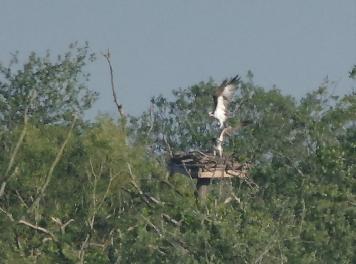 Osprey
