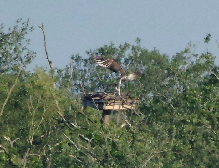 Osprey