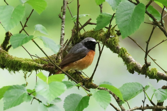 Redstart