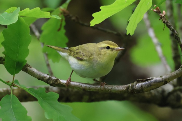 Wood Warbler