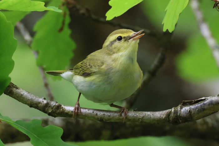 Wood Warbler