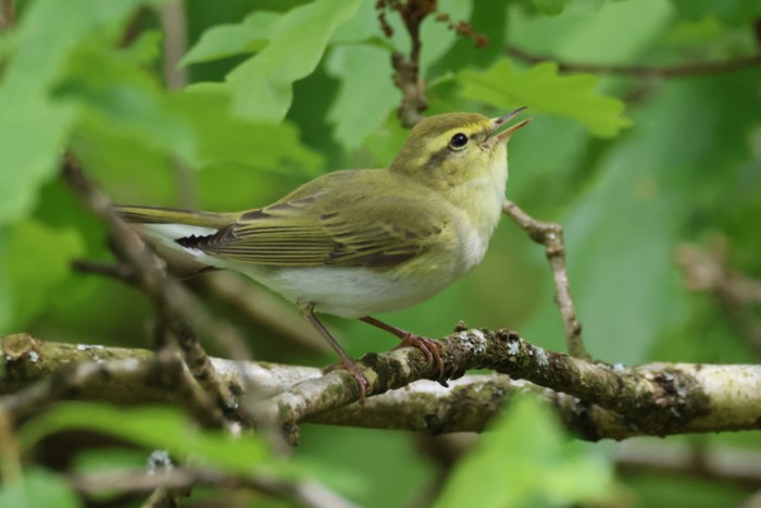 Wood Warbler