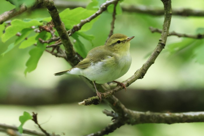 Wood Warbler