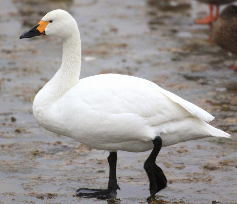 Bewick's Swan