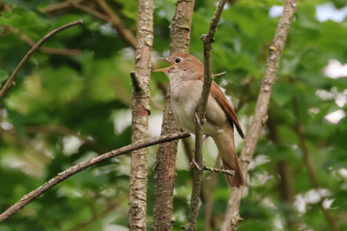 Nightingale