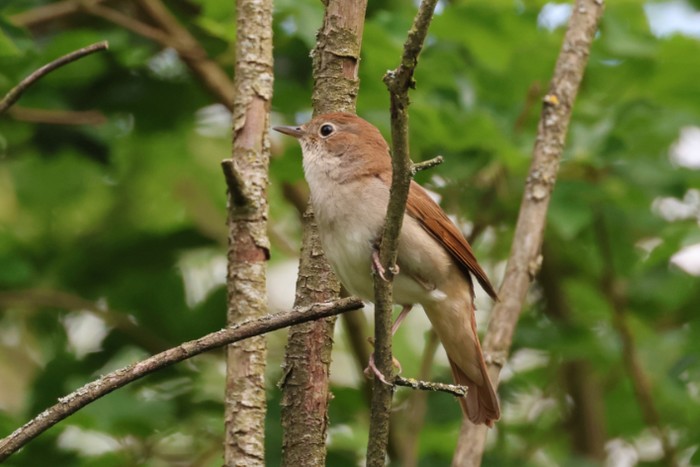 Nightingale