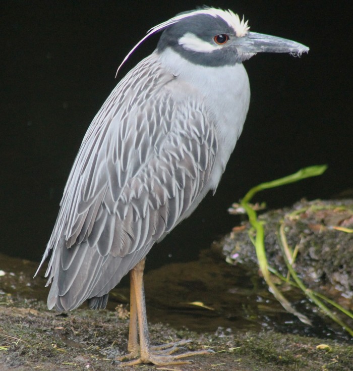 Yellow-crowned Night Heron