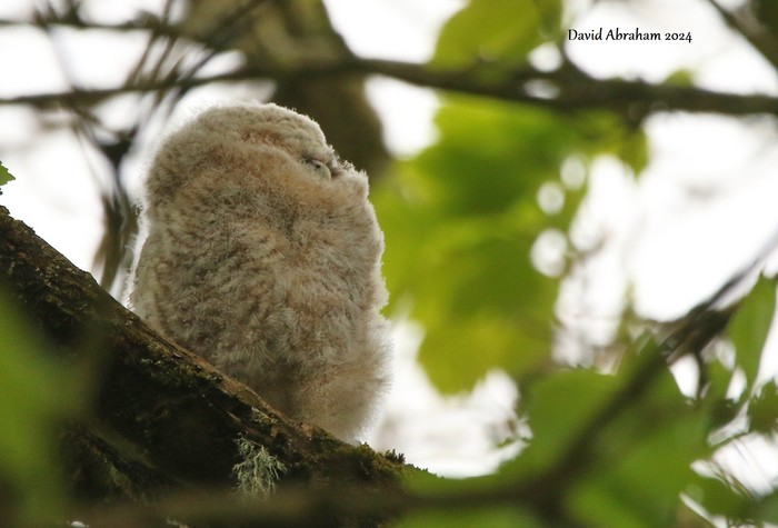 Tawny Owl