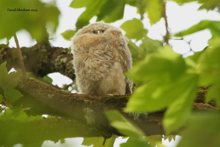 Tawny Owl 