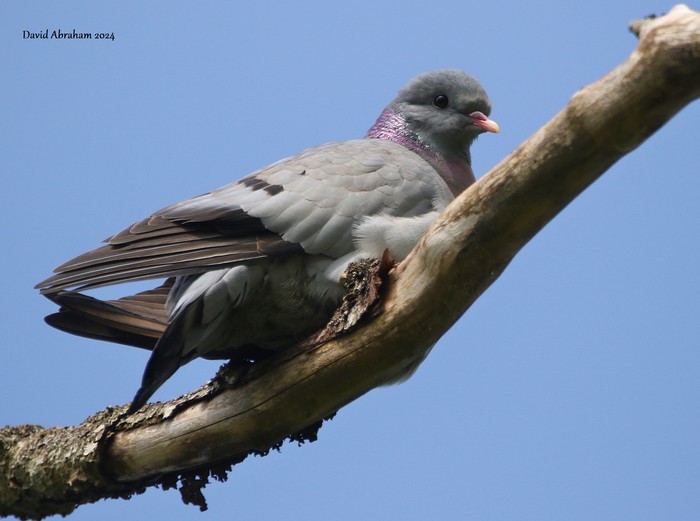 Stock Dove